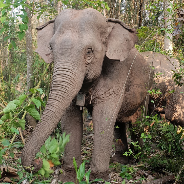 Adopt - International Elephant Project