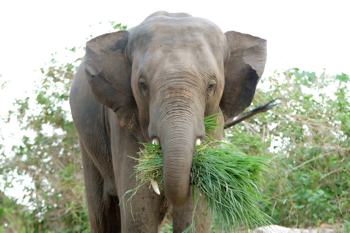 save-forest-international-elephant-project