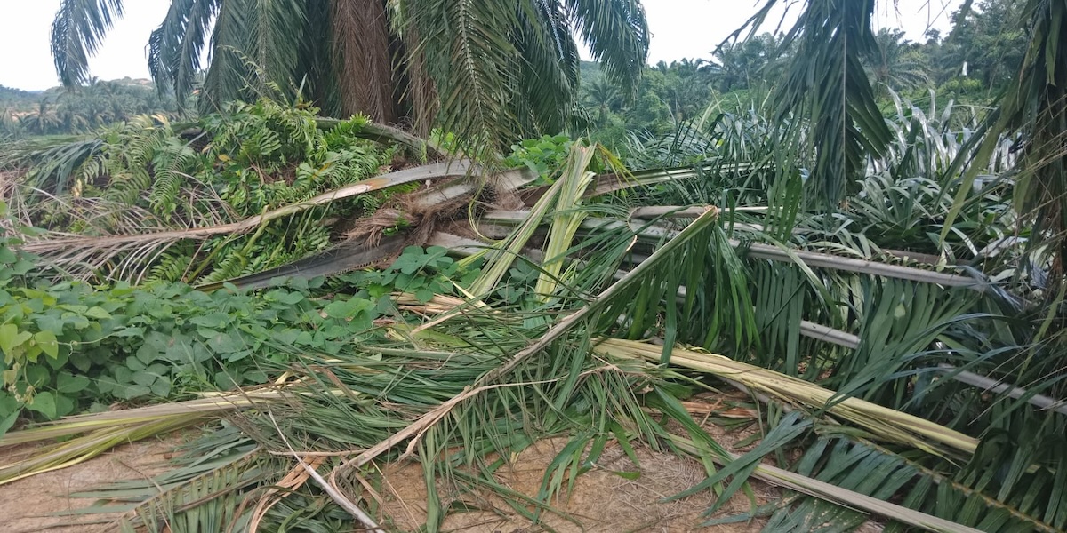 Palm oil tree felled by elephants on PT Rapala bordering the Gunung Leuser National Park