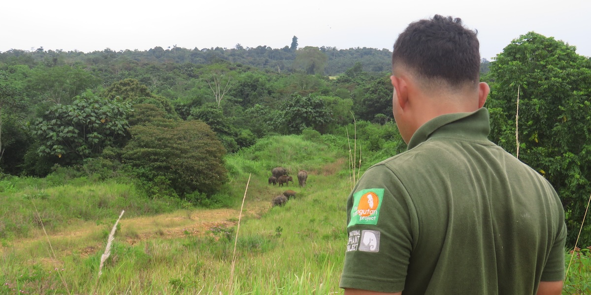 Elephant Conservation Monitoring Unit ranger Kamel observes elephant group in the Bukit Tigapuluh Ecosystem