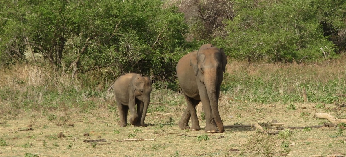 Sri Lankan Elephants Udawalawe